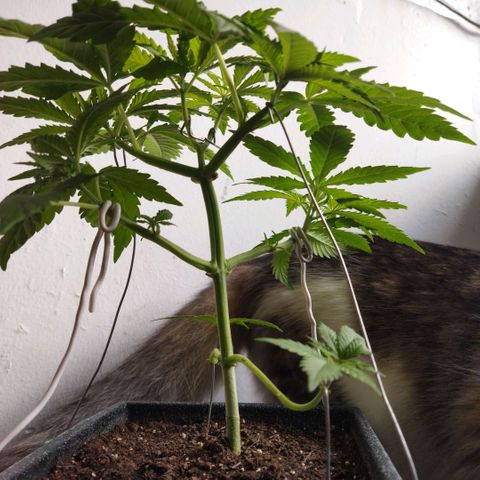 Mosca Haze growlog timeline photo
