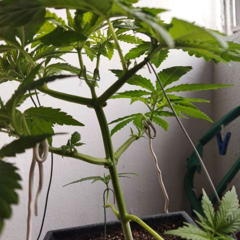 Mosca Haze growlog timeline photo