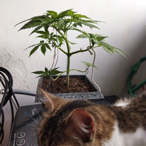 Mosca Haze growlog timeline photo