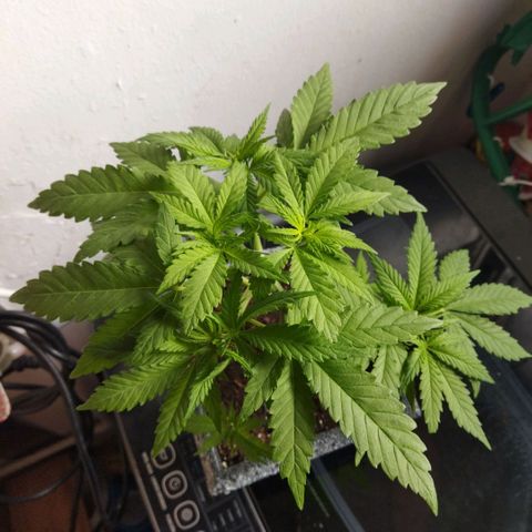 Mosca Haze growlog timeline photo