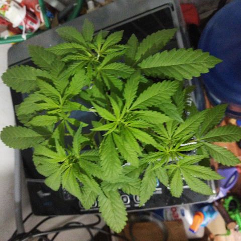 Mosca Haze growlog timeline photo