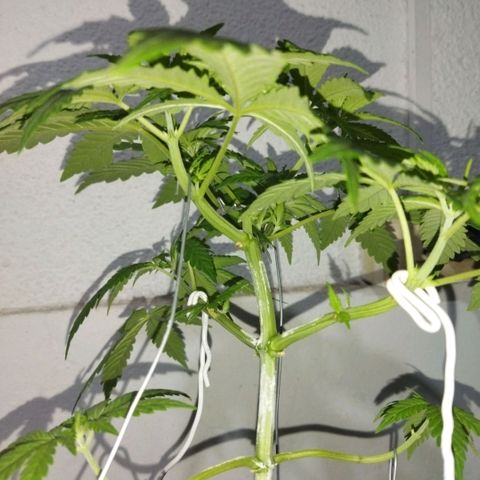 Mosca Haze growlog timeline photo