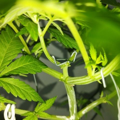 Mosca Haze growlog timeline photo
