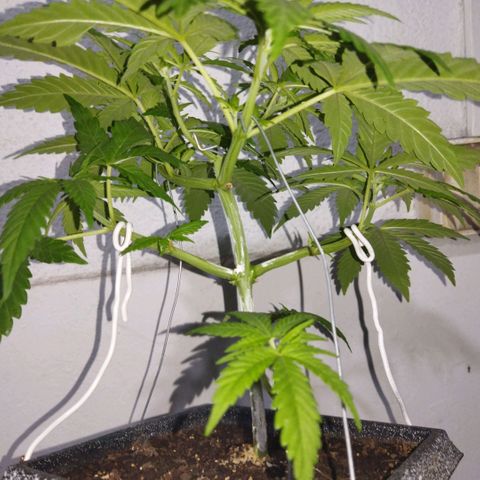 Mosca Haze growlog timeline photo