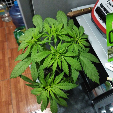 Mosca Haze growlog timeline photo
