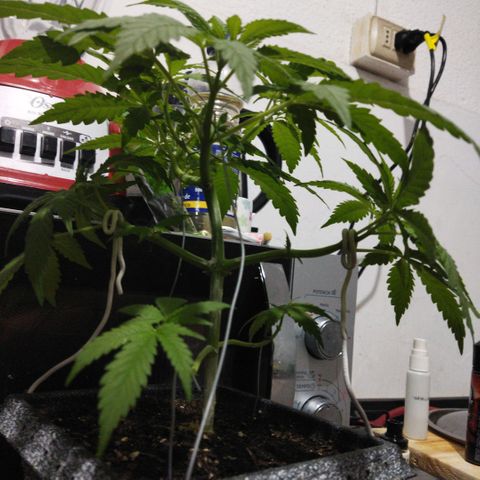 Mosca Haze growlog timeline photo