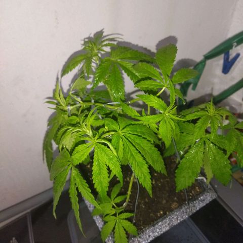 Mosca Haze growlog timeline photo