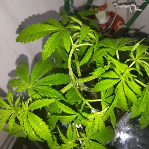 Mosca Haze growlog timeline photo