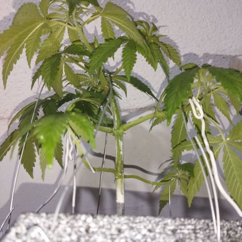 Mosca Haze growlog timeline photo
