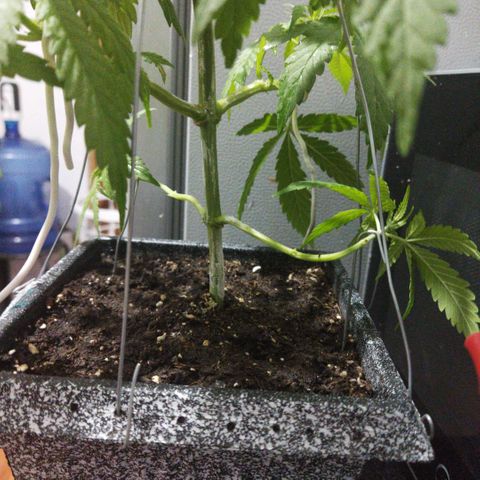 Mosca Haze growlog timeline photo