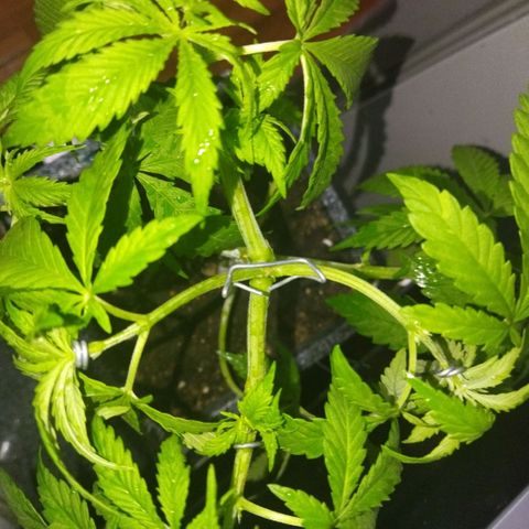 Mosca Haze growlog timeline photo