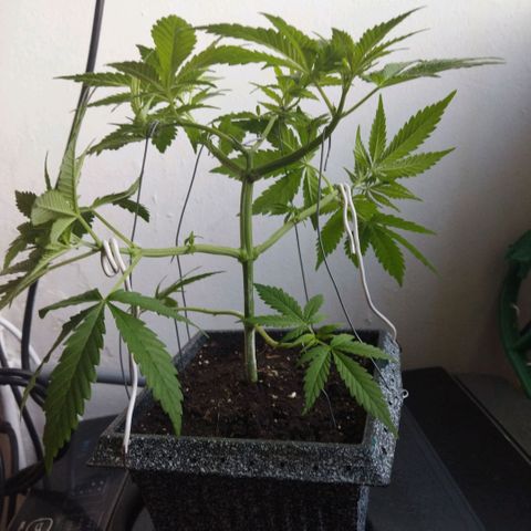 Mosca Haze growlog timeline photo
