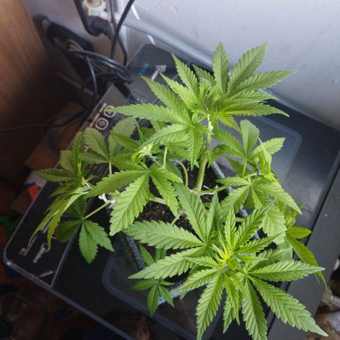 Mosca Haze growlog timeline photo