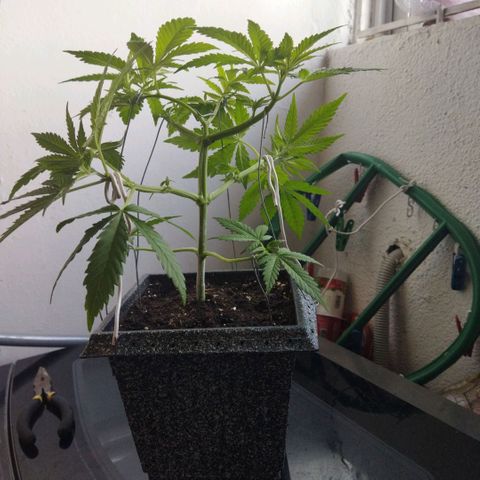 Mosca Haze growlog timeline photo