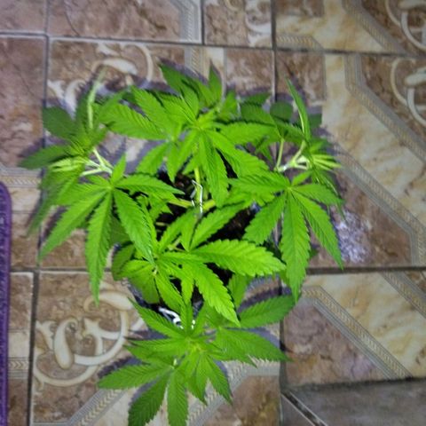 Mosca Haze growlog timeline photo