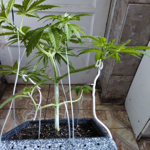 Mosca Haze growlog timeline photo