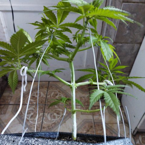 Mosca Haze growlog timeline photo