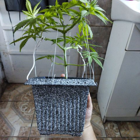 Mosca Haze growlog timeline photo