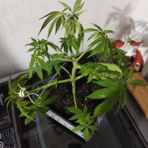Mosca Haze growlog timeline photo