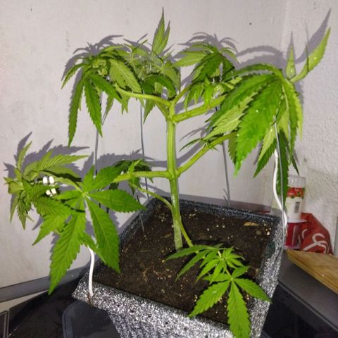 Mosca Haze growlog timeline photo