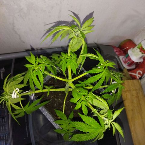 Mosca Haze growlog timeline photo