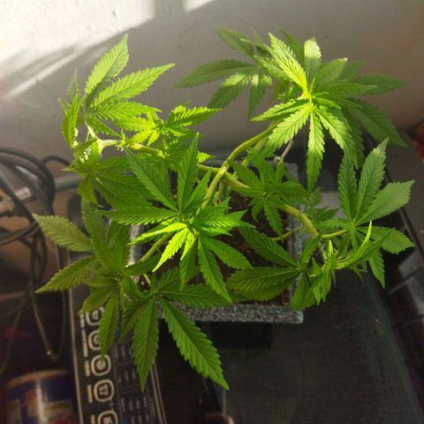 Mosca Haze growlog timeline photo