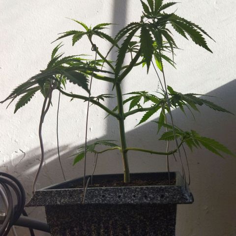 Mosca Haze growlog timeline photo