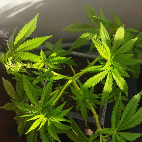 Mosca Haze growlog timeline photo