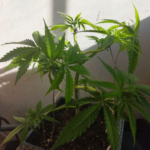 Mosca Haze growlog timeline photo