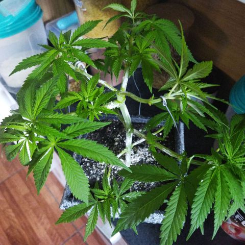 Mosca Haze growlog timeline photo