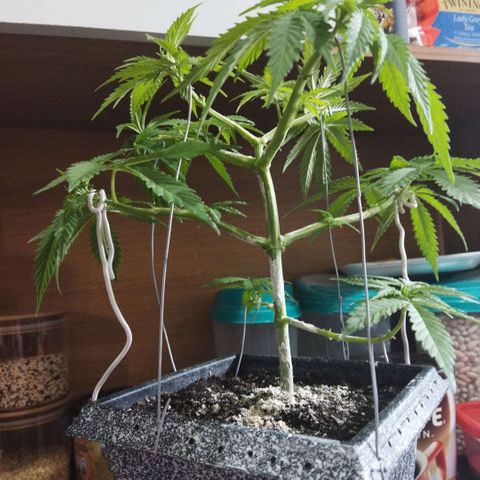 Mosca Haze growlog timeline photo