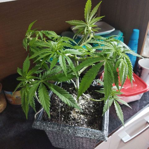 Mosca Haze growlog timeline photo