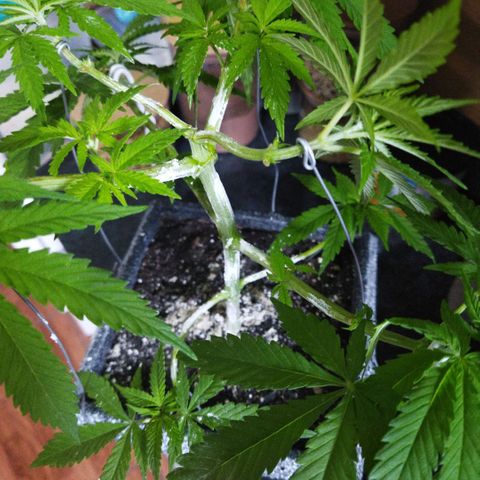 Mosca Haze growlog timeline photo