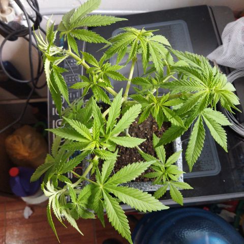Mosca Haze growlog timeline photo