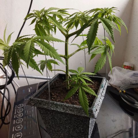 Mosca Haze growlog timeline photo