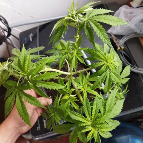 Mosca Haze growlog timeline photo