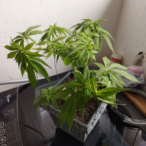 Mosca Haze growlog timeline photo