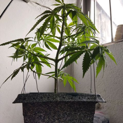 Mosca Haze growlog timeline photo