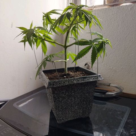Mosca Haze growlog timeline photo