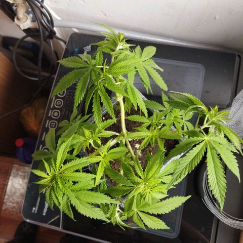 Mosca Haze growlog timeline photo