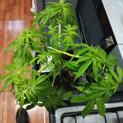 Mosca Haze growlog timeline photo
