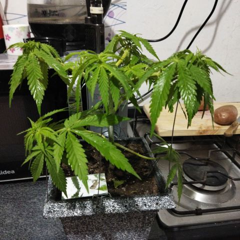 Mosca Haze growlog timeline photo