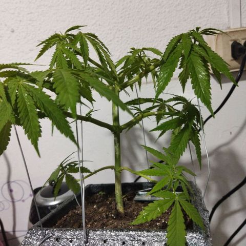 Mosca Haze growlog timeline photo