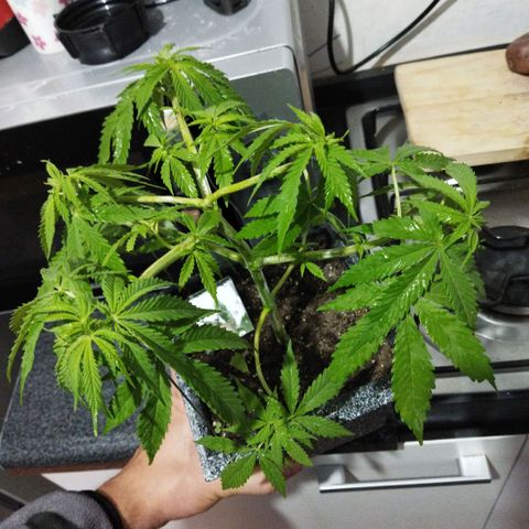 Mosca Haze growlog timeline photo