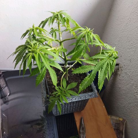 Mosca Haze growlog timeline photo