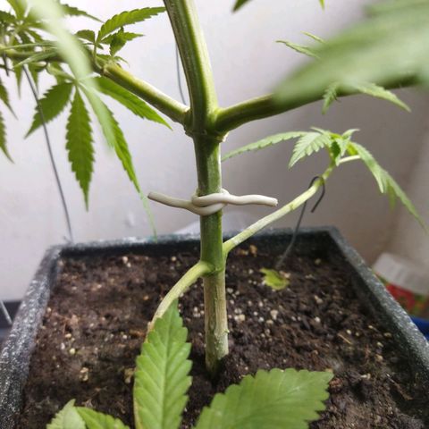 Mosca Haze growlog timeline photo