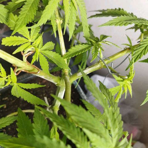 Mosca Haze growlog timeline photo