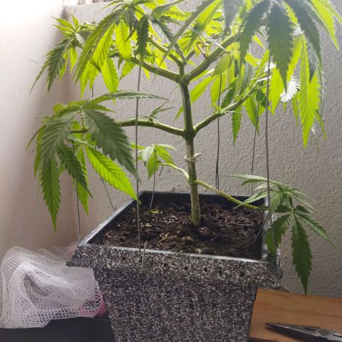 Mosca Haze growlog timeline photo