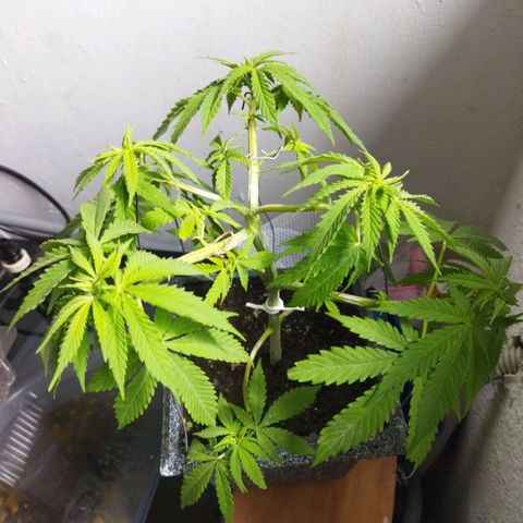 Mosca Haze growlog timeline photo