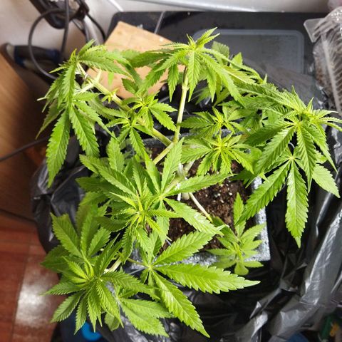 Mosca Haze growlog timeline photo
